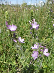 Sidalcea neomexicana