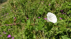 Calystegia