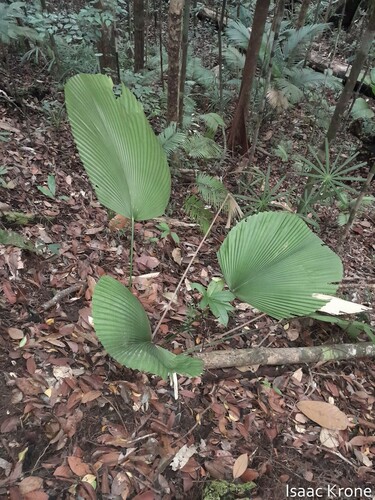 Licuala orbicularis (Licuala orbicularis)