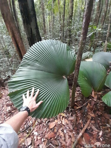 Licuala orbicularis (Licuala orbicularis)