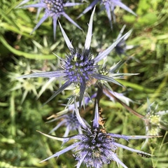 Eryngium bourgatii