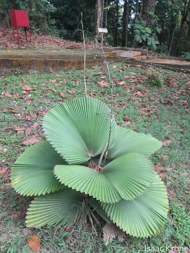 Parasol palm (Licuala orbicularis)