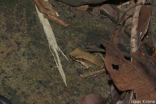 Gunther's Borneo Frog, Meristogenys jerboa