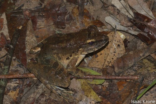 Giant River Frog, Limnonectes leporinus