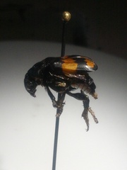Nicrophorus defodiens