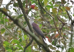 Ducula badia