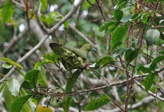 Treron sphenurus robinsoni