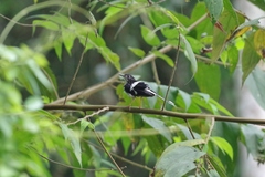 Enicurus schistaceus