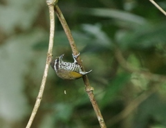Picumnus innominatus