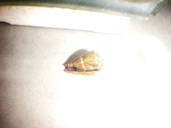 Conus ventricosus