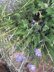 Polemonium nevadense