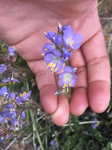 Nevada Jacob's-ladder (Polemonium nevadense)
