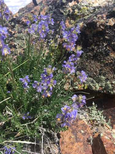 Nevada Jacob's-ladder (Polemonium nevadense)