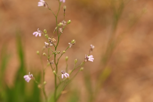 Goodenia purpurascens, 2024-11-10
