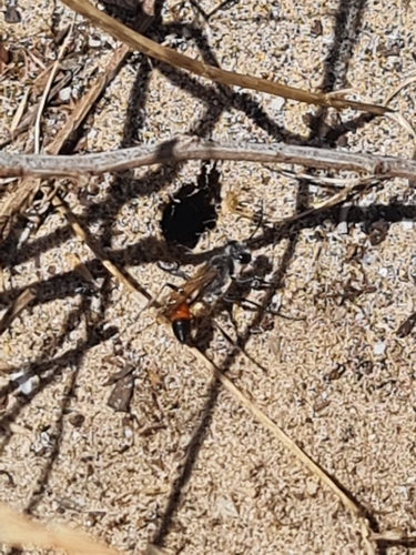 Tyde's Sand Wasp photo 4