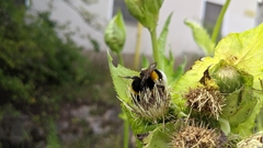 Bombus