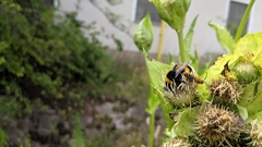 Bombus