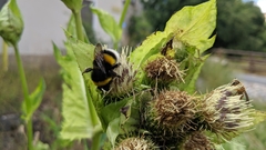 Bombus