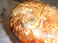 Rhyssoplax olivacea
