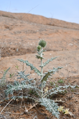 White-veined globe thistle (Echinops leucographus)