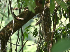 Aethopyga siparaja