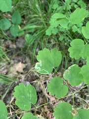 Phytomyza minuscula group