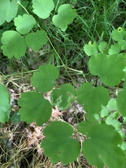 Phytomyza minuscula group