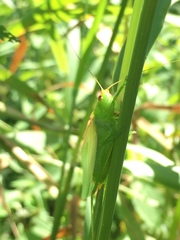 Orchelimum gladiator