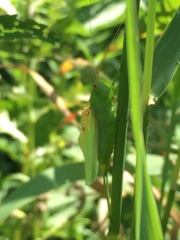 Orchelimum gladiator