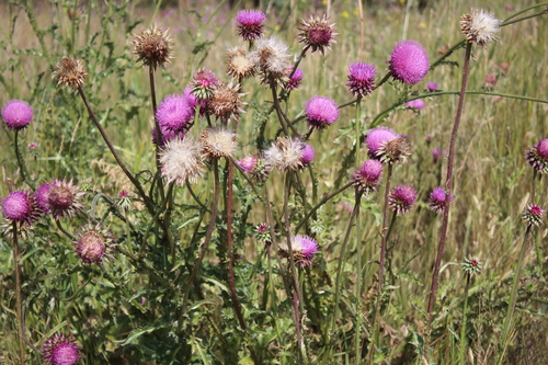 Carduus nutans