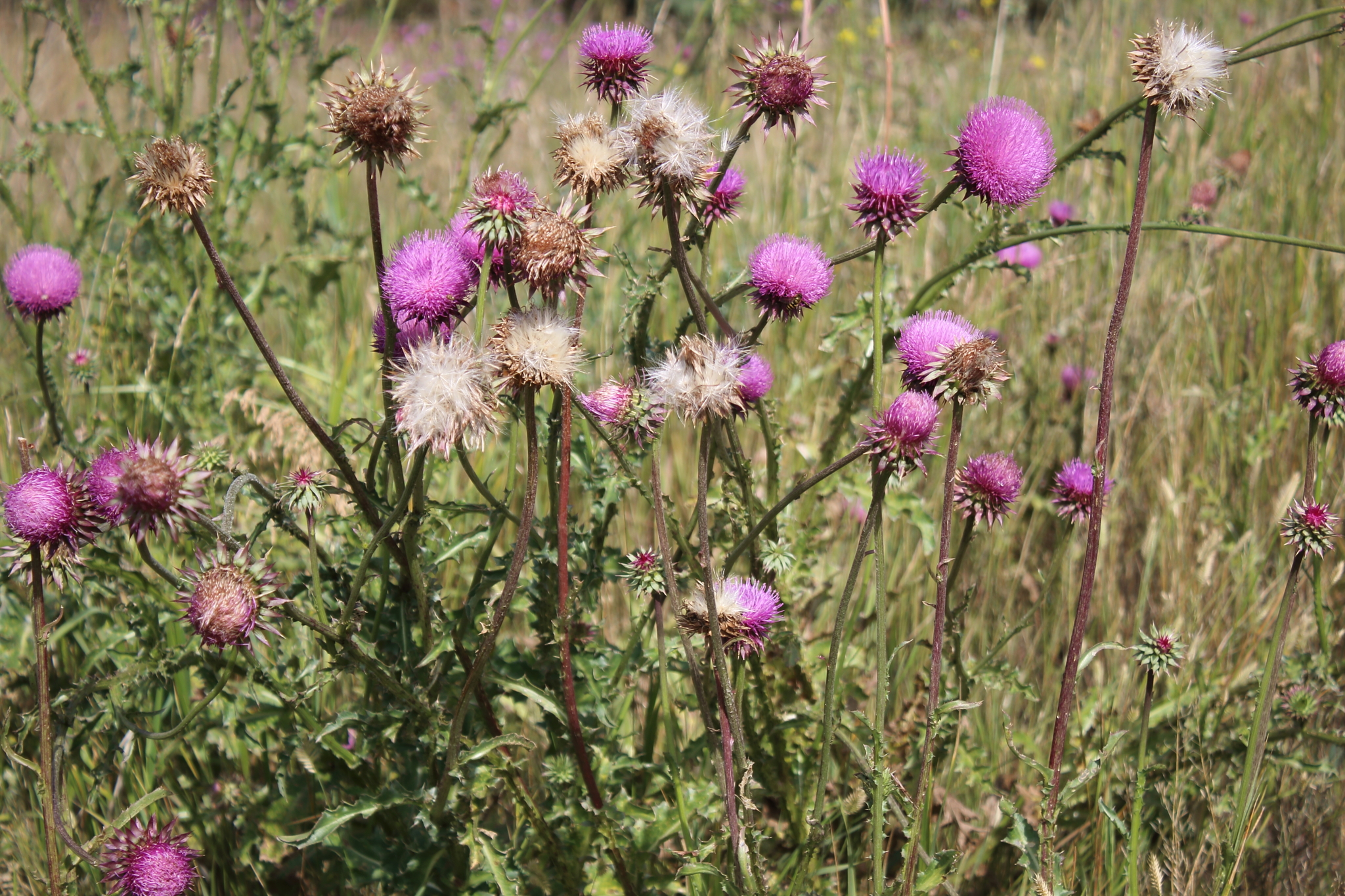 Carduus nutans