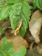 Harpella forficella
