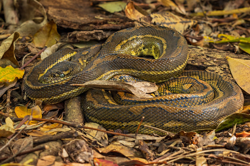 Coastal Carpet Python sighting