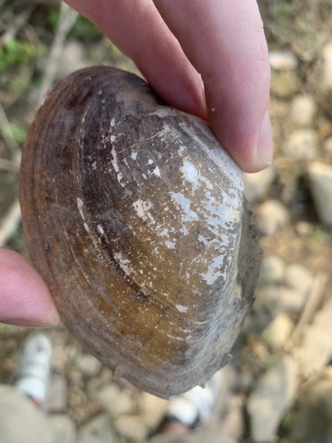 Lampsilis ovata
