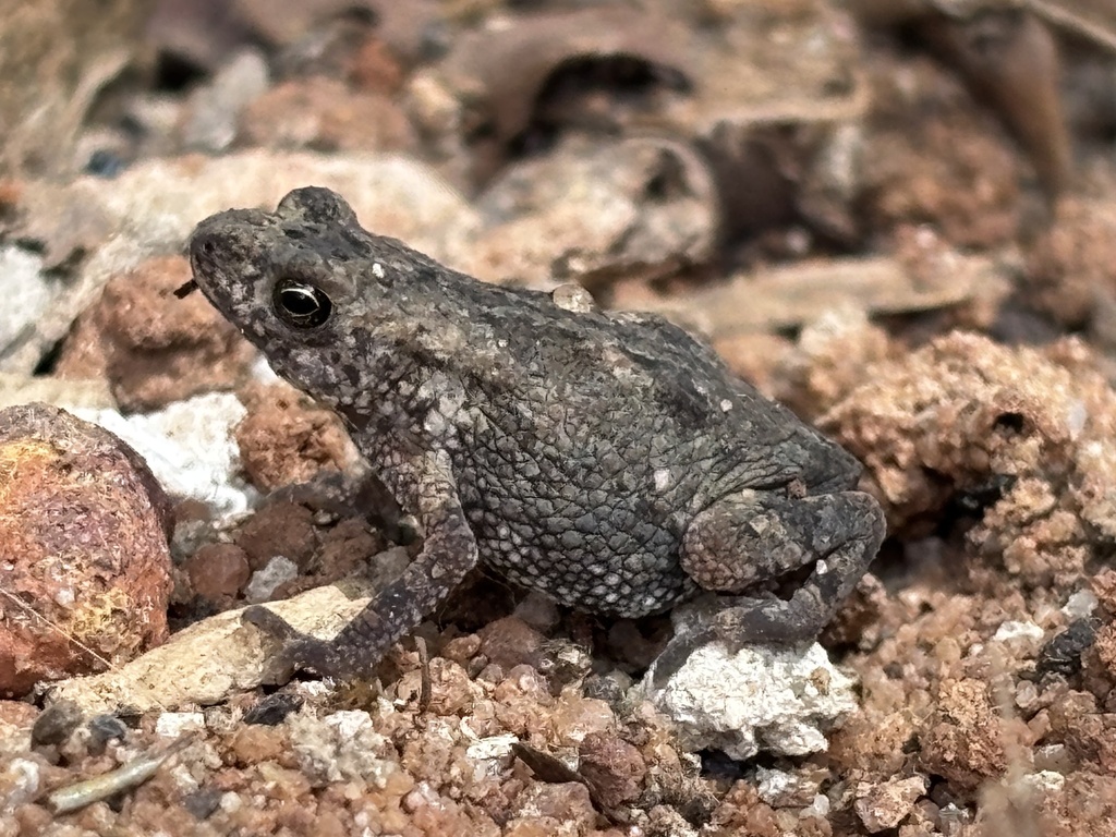 Loveridges Snouted Toad