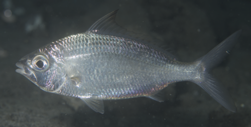 Langwerpige mojarra (Gerres oblongus) — Gerreidae — 5