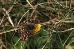 Euphydryas aurinia debilis