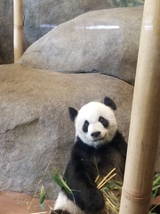 Ailuropoda melanoleuca