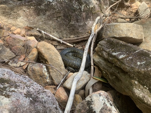 Diamond Python sighting