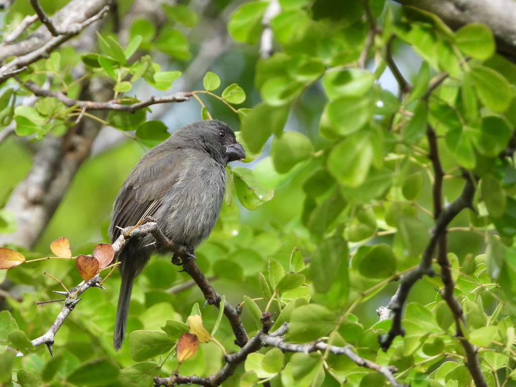 Grand Cayman Bullfinch