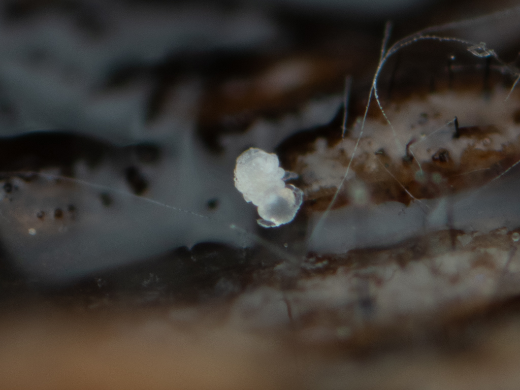 Megalothorax minimus V.Willem, 1900