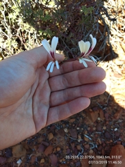 Pelargonium trifidum