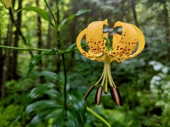 Lilium michauxii