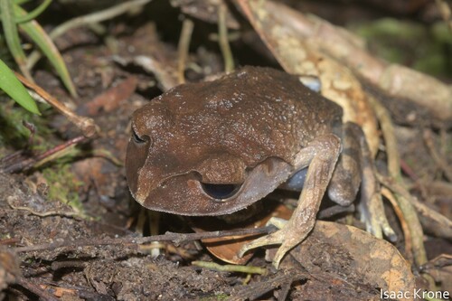 Montane Litter Frog, Leptobrachium montanum