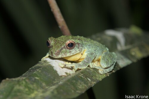 Green Bush Frog, Philautus bunitus