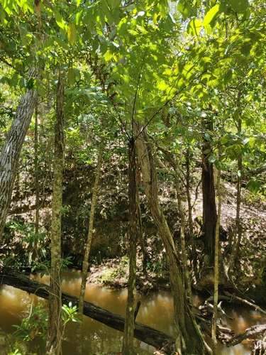 Dicksonia thyrsopteroides observed 2024-11-09