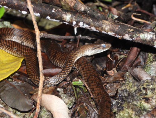 Racer, Cubophis caymanus