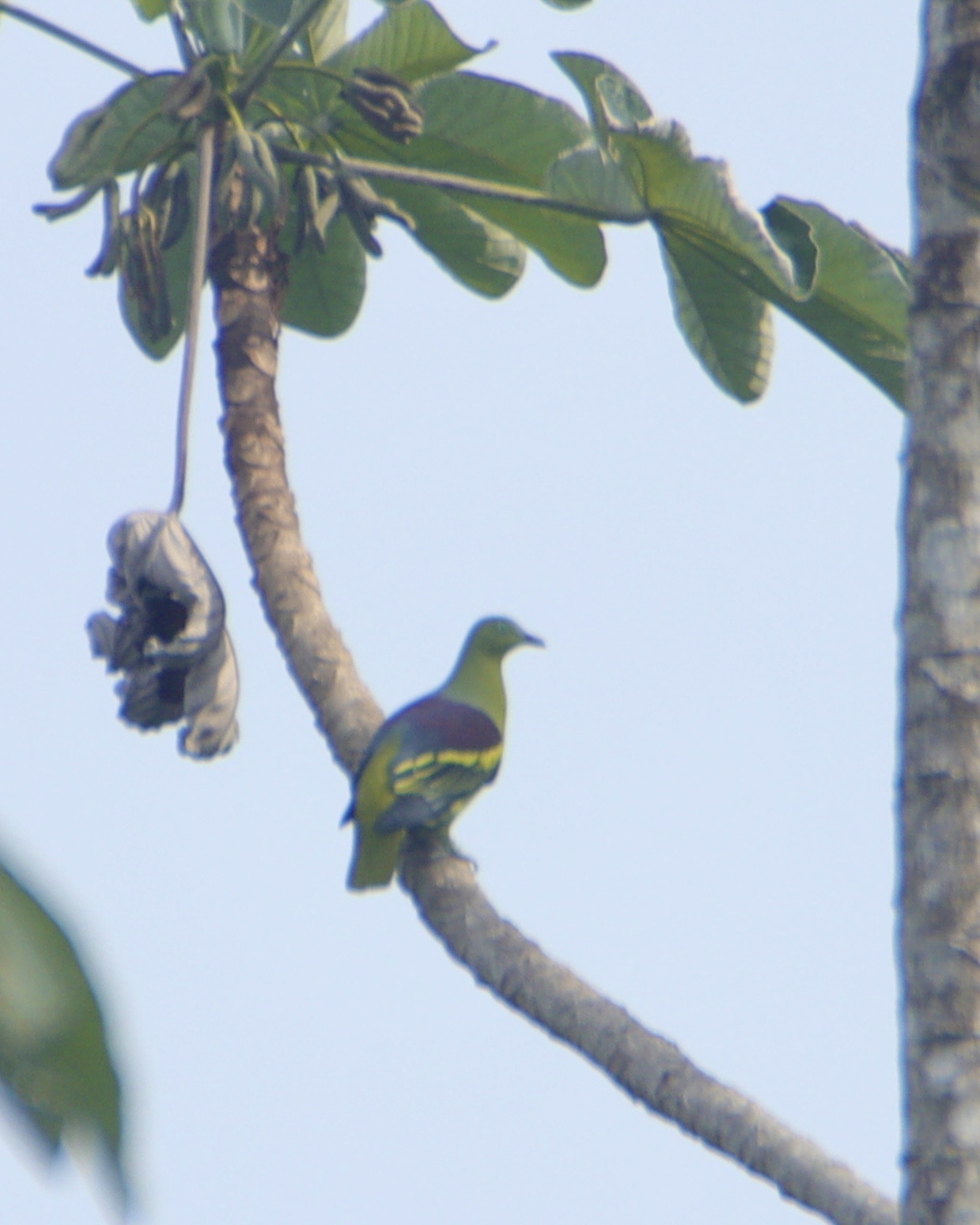 Philippine Green Pigeon (Treron axillaris), photo 8
