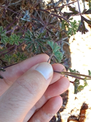Pelargonium trifidum