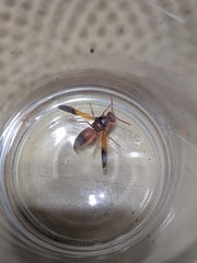 Rhynchium oculatum